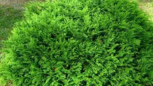 क्या आप जानते हैं? ये 4 पौधे आपके घर में लक्ष्मी का वास करा सकते हैं! 🌿✨