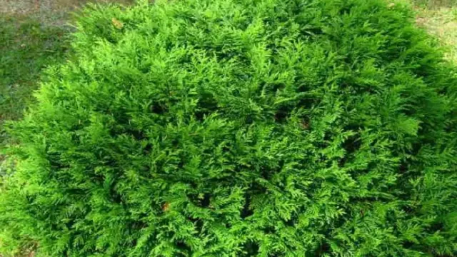 क्या आप जानते हैं? ये 4 पौधे आपके घर में लक्ष्मी का वास करा सकते हैं! 🌿✨