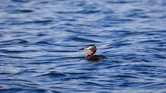 Nadi Dosh Doesn’t Have to Be a Dealbreaker: Understanding Remedies and Cancellations