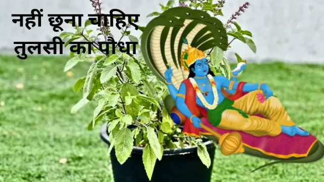 एकादशी और रविवार के दिन, नहीं छूना चाहिए तुलसी का पौधा