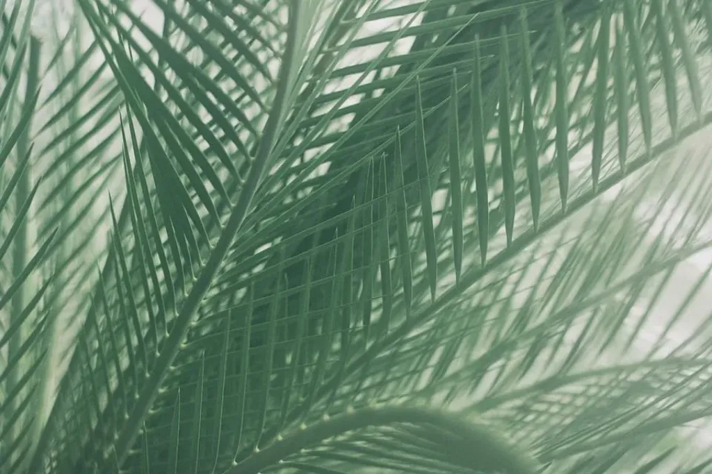 Palm Leaves and Prophecy: Breaking Down the Basics of Nadi Astrology