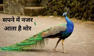 सपने में नजर आता है मोर, हो सकता है शुभ संकेत