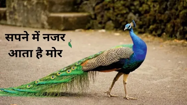 सपने में नजर आता है मोर, हो सकता है शुभ संकेत