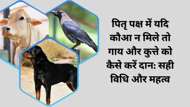 पितृ पक्ष में यदि कौआ न मिले तो गाय और कुत्ते को कैसे करें दान: सही विधि और महत्व