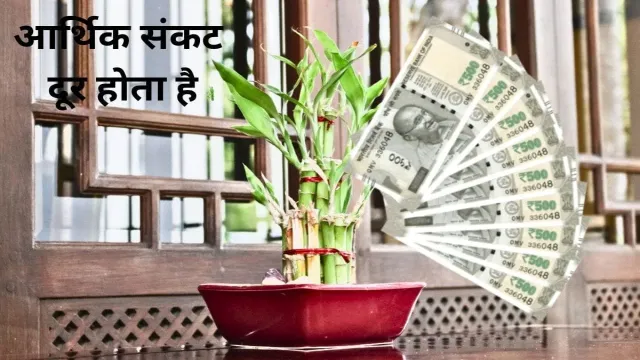 घर में बांस का पौधा, लगाने से आर्थिक संकट दूर होता है
