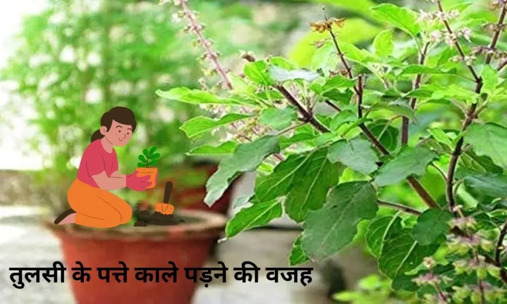 घर में तुलसी के पत्ते काले पड़ने की वजह, जल्दी से देख लीजिये उपाय