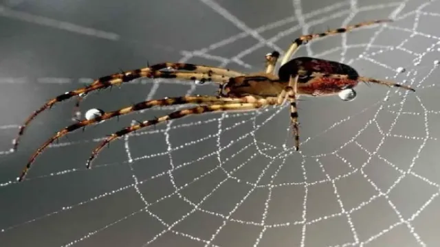 सपने में काला मकड़ा देखना: क्या आपकी किस्मत में आने वाला है बड़ा बदलाव? 🕷️✨
