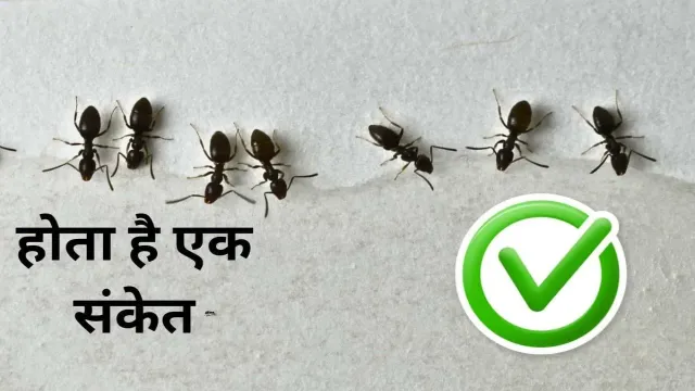 घर में चीटियों का दिखाई देना, होता है एक संकेत