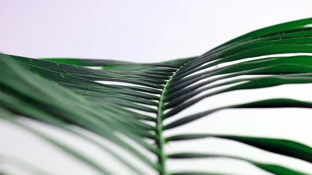 The Palm Leaf Library of Destiny: Discovering Nadi Astrology’s Unique Approach