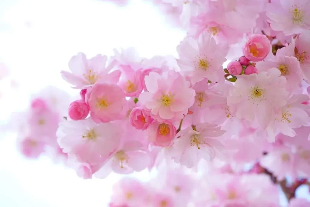 Ah – The sound of creation and manifestation