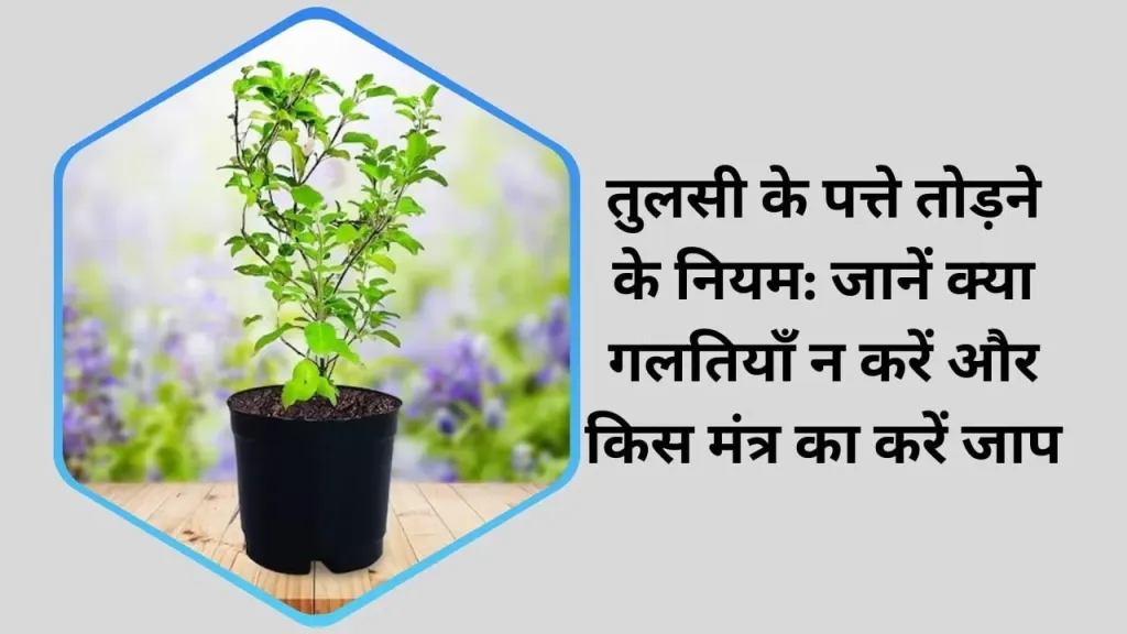 तुलसी के पत्ते तोड़ने के नियम: जानें क्या गलतियाँ न करें और किस मंत्र का करें जाप