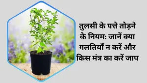 तुलसी के पत्ते तोड़ने के नियम: जानें क्या गलतियाँ न करें और किस मंत्र का करें जाप