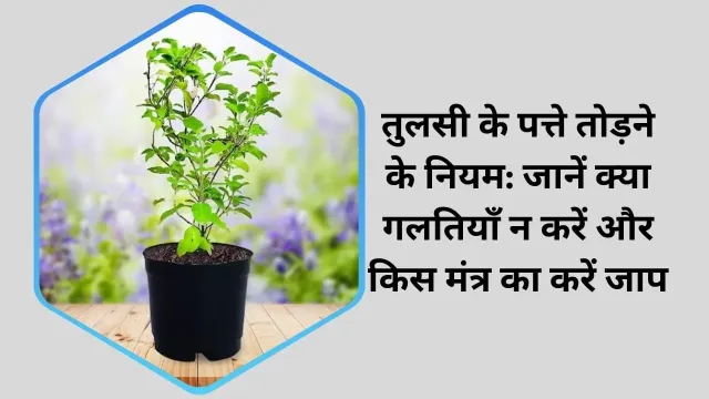 तुलसी के पत्ते तोड़ने के नियम: जानें क्या गलतियाँ न करें और किस मंत्र का करें जाप