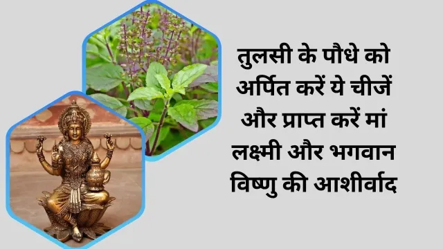 तुलसी के पौधे को अर्पित करें ये चीजें और प्राप्त करें मां लक्ष्मी और भगवान विष्णु की आशीर्वाद
