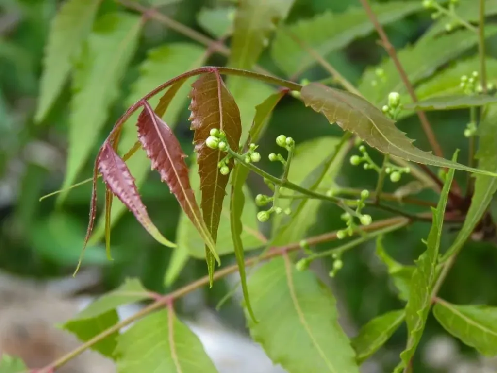 Ugadi Muhurat 2025: Auspicious Timings and Dates Revealed