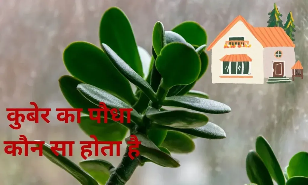 कुबेर का पौधा कौन सा होता है, इसको घर में लगाने के कितने फायदे होते हैं