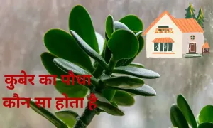 कुबेर का पौधा कौन सा होता है, इसको घर में लगाने के कितने फायदे होते हैं