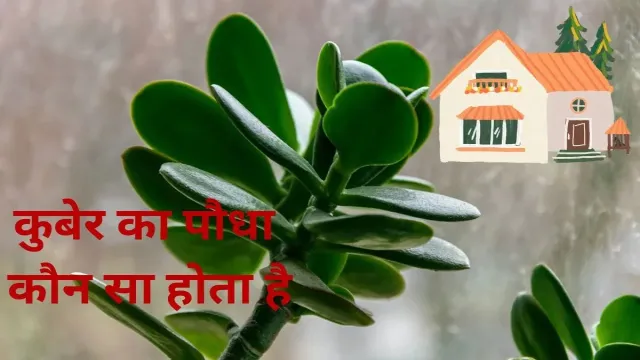 कुबेर का पौधा कौन सा होता है, इसको घर में लगाने के कितने फायदे होते हैं