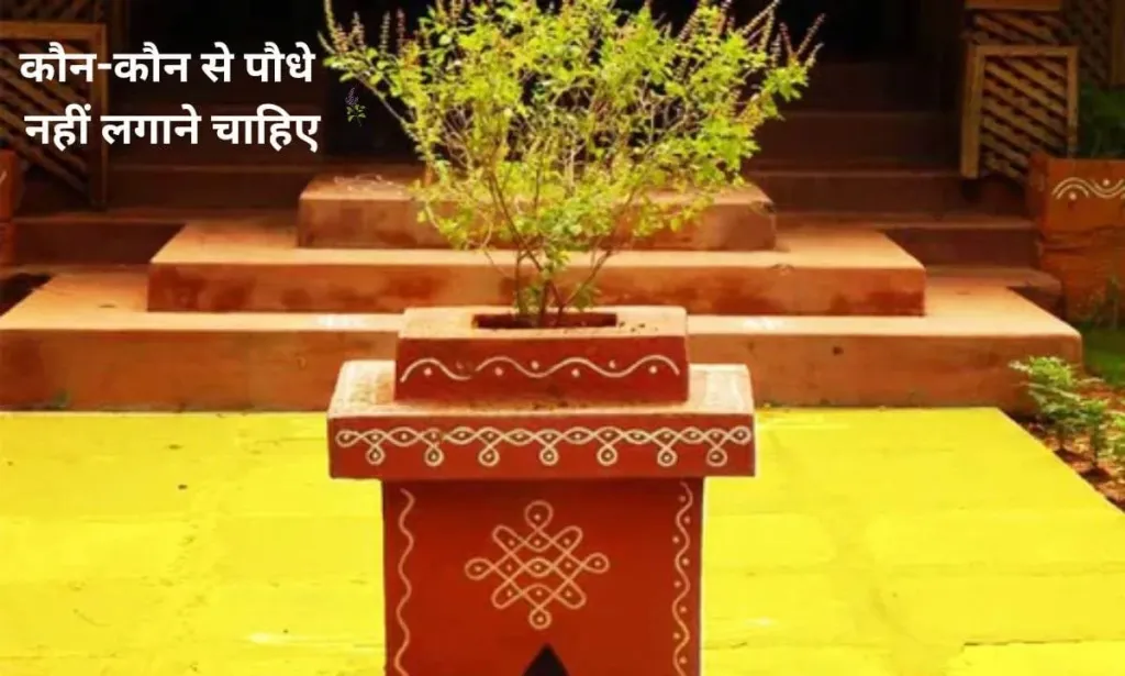 तुलसी के पौधे के पास, कौन-कौन से पौधे नहीं लगाने चाहिए