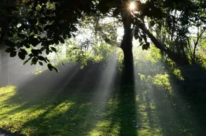 Your Rising Sign Forecast: Ascendant Predictions for [Zodiac Sign] (Specific Ascendant focus)
